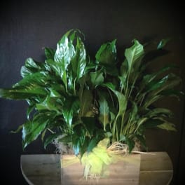 Two lush green potted plants in a wooden planter against a dark background.