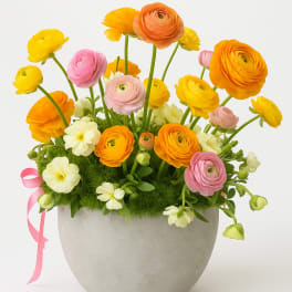 Colorful ranunculus arrangement in a gray pot with a pink ribbon