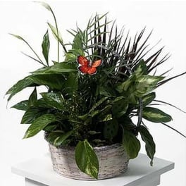 Potted green plant arrangement with a small orange butterfly accent