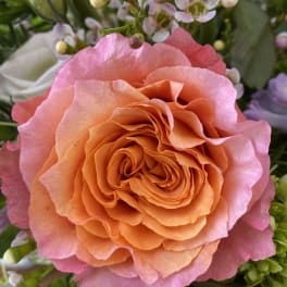 Close-up of a peach and pink rose surrounded by small white blossoms