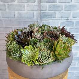 Succulent arrangement in a round gray planter