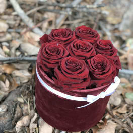 Red roses arranged in a round velvet box with a white ribbon
