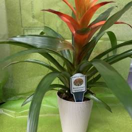Potted bromeliad with orange-red bloom in a white planter