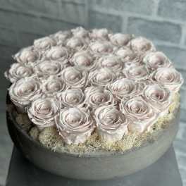 30 blush preserved rose cement vase