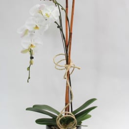 White orchid plant in a black pot with bamboo stakes and rope tie
