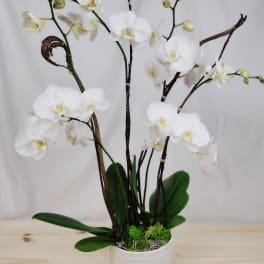 White orchid plant in a white pot with broad green leaves