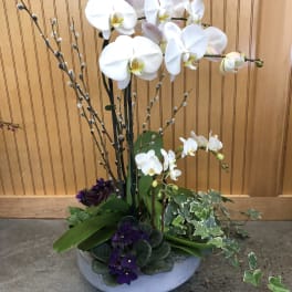 White orchids arranged in a low white bowl with purple flowers and ivy