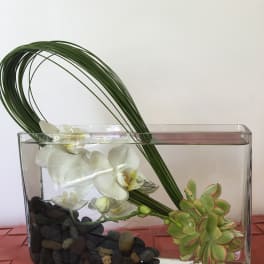 Glass vase with white orchids, succulents, and curved green stems