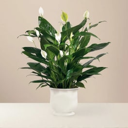 White peace lilies in a white pot