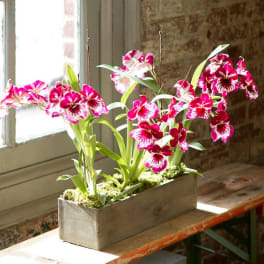 Pink and white orchids arranged in a rectangular wooden planter
