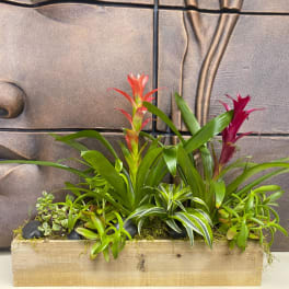 Tropical planter in a wooden box with colorful bromeliads and succulents