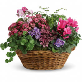 Basket of mixed pink and purple blooming plants with lush foliage
