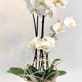 White orchid stems arranged in a decorative basket