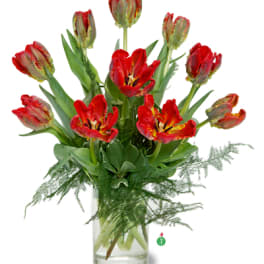 Tall arrangement of red parrot tulips in a clear glass vase with airy filler at the base