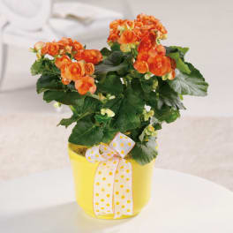 Orange flowering plant in a yellow pot with a polka-dot ribbon