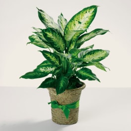 Potted green variegated houseplant in a woven basket with a ribbon