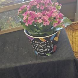 Pink flowering plant in a decorative pot labeled "Terrific Teacher"