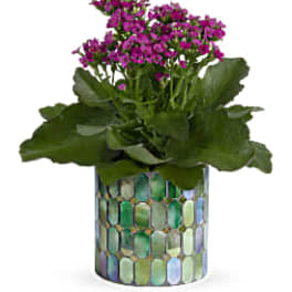 Potted plant with small purple flowers in a mosaic ceramic container