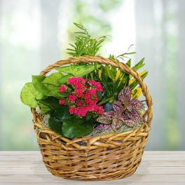 Mixed Plant Basket