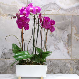 Potted arrangement of magenta orchids in a white rectangular planter