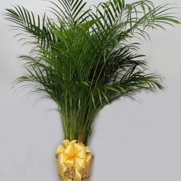 Potted palm plant in a woven basket with a yellow ribbon