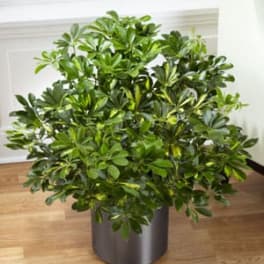 Potted green houseplant in a gray container