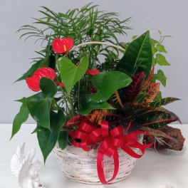 Tropical plant arrangement in a white basket with red ribbon and red anthurium blooms.