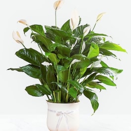 White peace lilies in a white pot with a ribbon