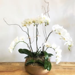 White orchids arranged in a low bowl with curly branches