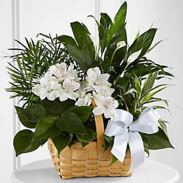 White flowers in a wicker basket with green plants and a white bow