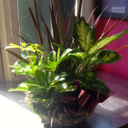 Mixed potted houseplants in a moss-covered basket with a burgundy ribbon