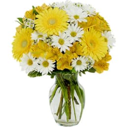 Daisy a Day Bouquet