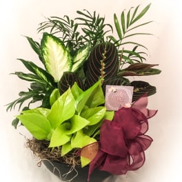 Mixed potted green plants with variegated leaves in a black bowl with a burgundy ribbon bow.