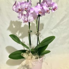 Tall potted lavender phalaenopsis orchid with two blooming stems in a pink pot and ribbon bow.