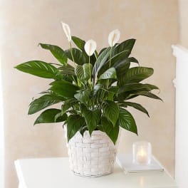 peace lily