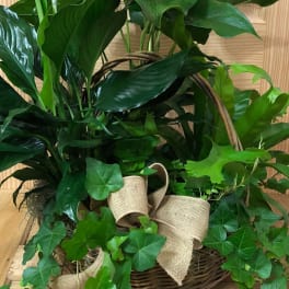 Basket arrangement with red anthuriums and lush green foliage, tied with burlap ribbon
