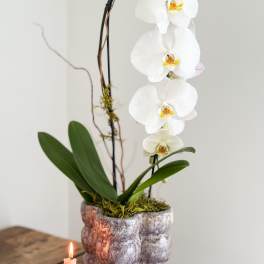 White orchid plant in a textured pot with a lit candle beside it