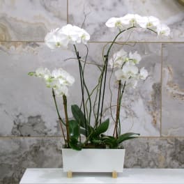 White orchids arranged in a rectangular white planter.