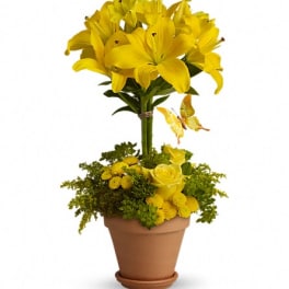 Yellow lilies arranged in a terracotta pot with a butterfly accent