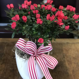 Pink azalea plant in a white pot with a striped ribbon bow