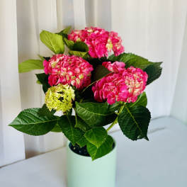 Pink Hydrangea Plant