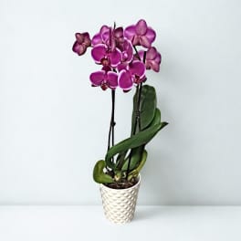 Potted purple orchid with blooms in a white textured pot