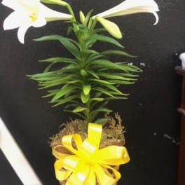 Potted white lily plant in a small woven basket decorated with a bright yellow bow
