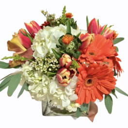 Compact arrangement of orange gerbera daisies, white hydrangeas, and pink tulips in a clear glass cube vase