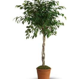 Potted braided ficus tree with a full green canopy