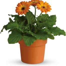 Potted orange gerbera daisies in a terracotta pot