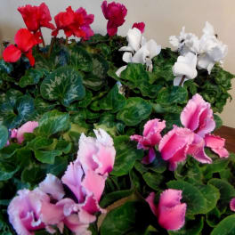 Potted cyclamen plants with pink, red, and white blooms