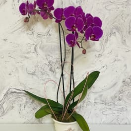 Purple orchids in a white ceramic pot