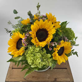 Low arrangement of bright yellow sunflowers with green hydrangeas in a clear glass vase.