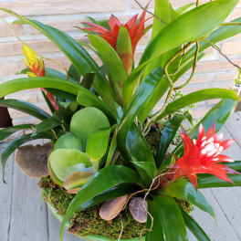 Tropical plant arrangement with red bromeliad blooms in a shallow bowl
